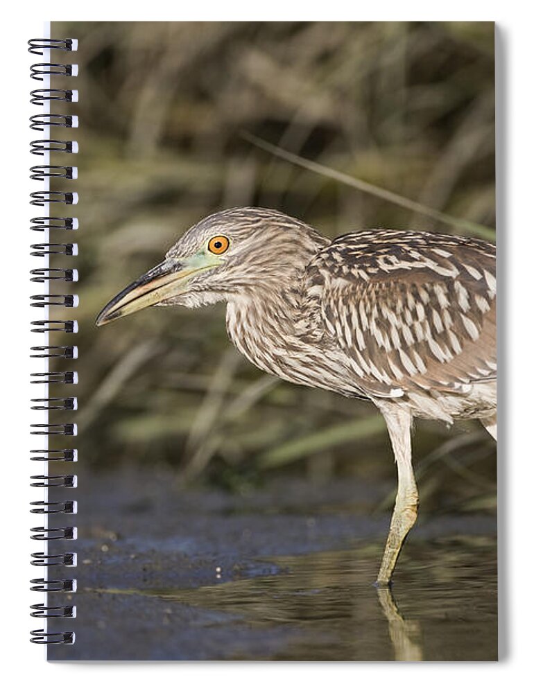 00448427 Spiral Notebook featuring the photograph Black Crowned Night Heron Juvenile by Sebastian Kennerknecht
