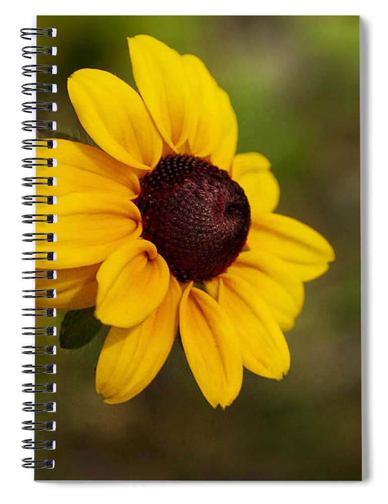Flower Spiral Notebook featuring the photograph Black Eyed Susan by Teresa Zieba