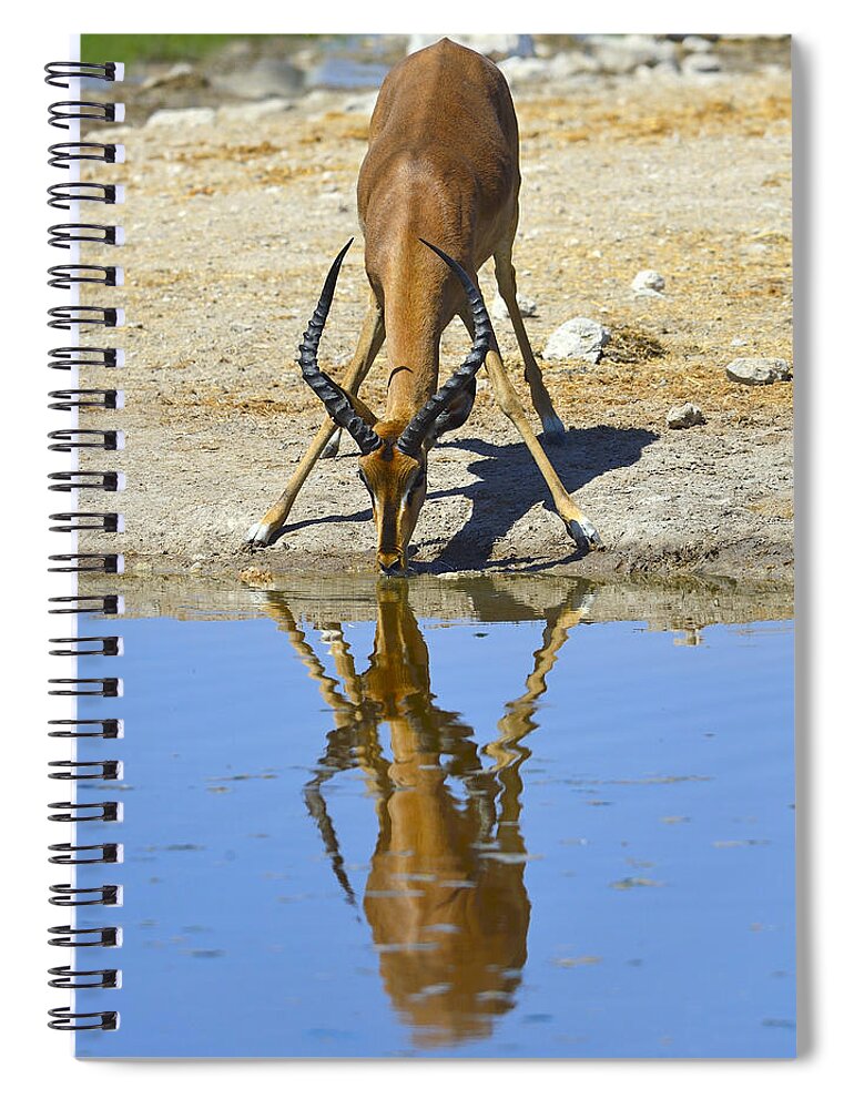 Impala Spiral Notebook featuring the photograph Black-faced Impala by Tony Beck