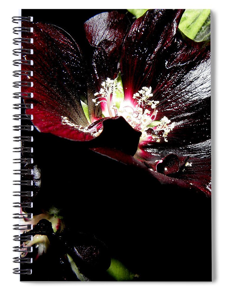 Black Hollyhock Spiral Notebook featuring the photograph Black is Beautiful by Kim Galluzzo Wozniak