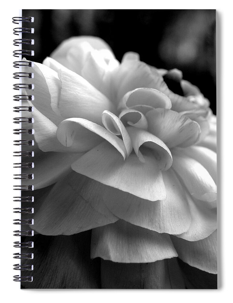 Ranunculus Spiral Notebook featuring the photograph Black N White Beauty by Kim Galluzzo Wozniak