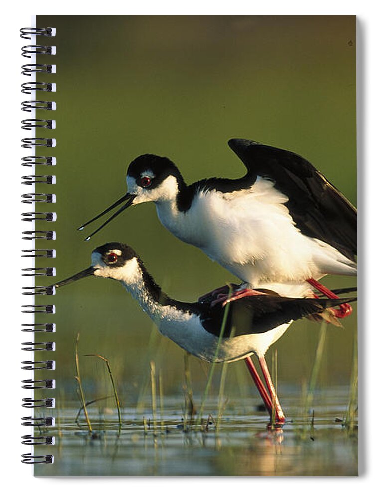 00171647 Spiral Notebook featuring the photograph Black Necked Stilt Couple Mating North by Tim Fitzharris
