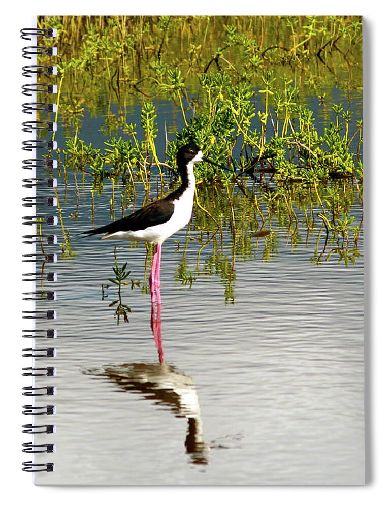 Fine Art Photography Spiral Notebook featuring the photograph Black-Necked Stilt II by Patricia Griffin Brett