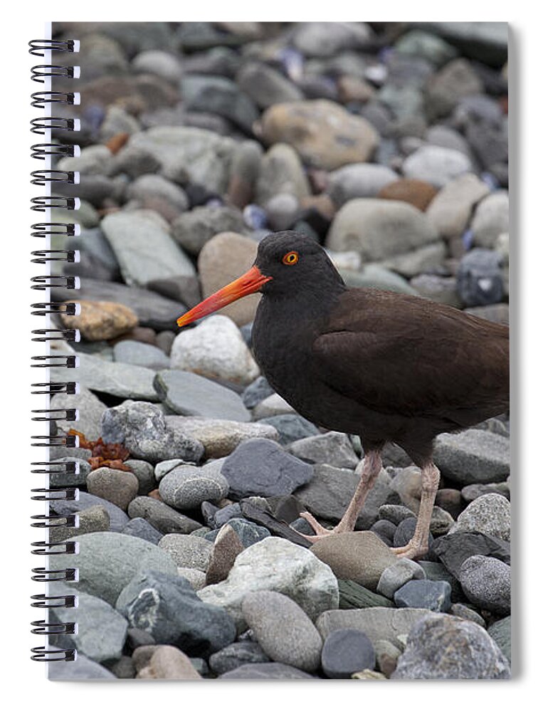Mp Spiral Notebook featuring the photograph Black Oystercatcher Haematopus by Matthias Breiter