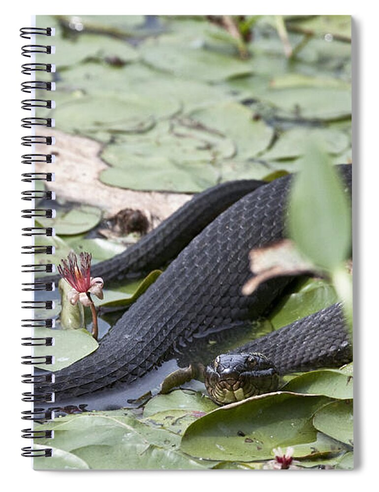 Water Lily Spiral Notebook featuring the photograph Snake in the Lillies by Jeannette Hunt