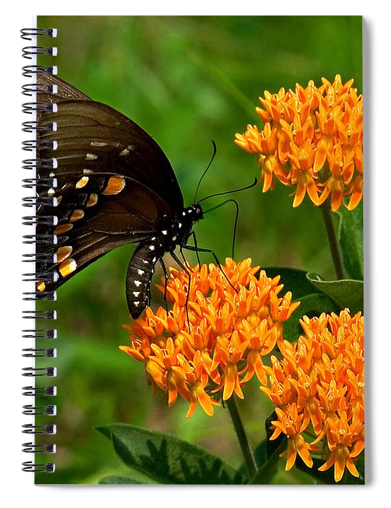 Insect Spiral Notebook featuring the photograph Black Swallowtail Visiting Butterfly Weed DIN012 by Gerry Gantt