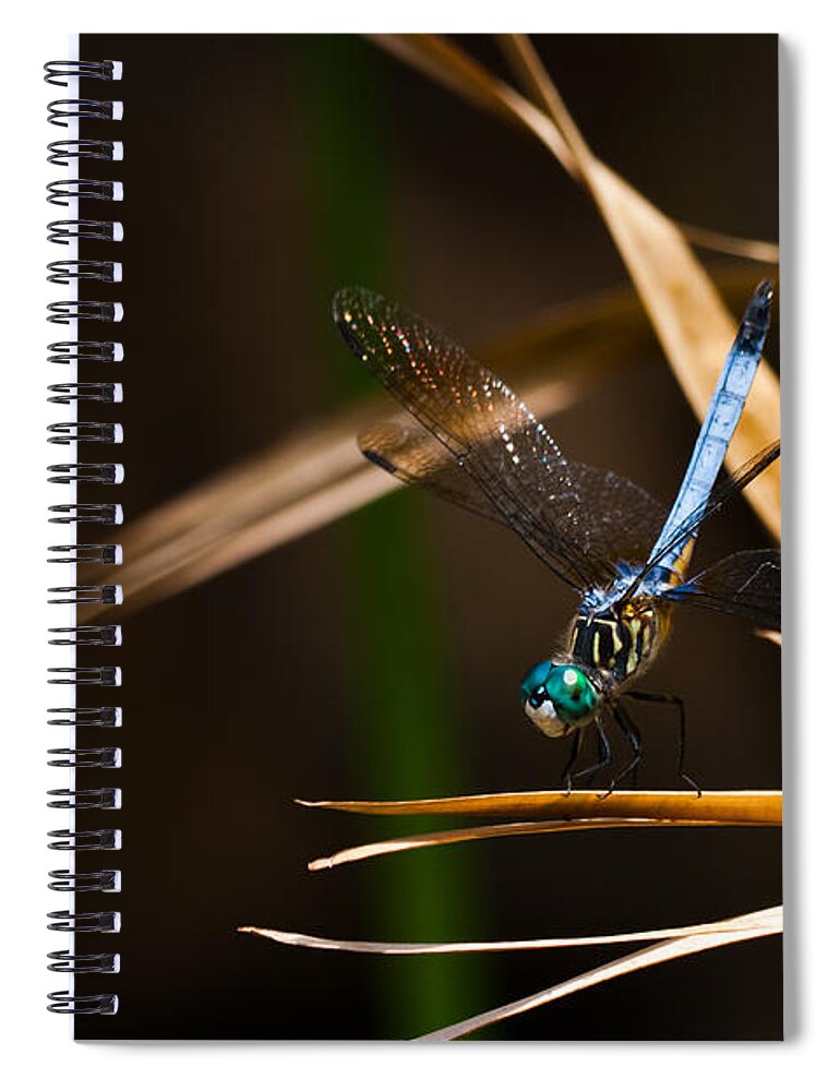 Blue Dasher Spiral Notebook featuring the photograph Blue Dasher Dragonfly by Ed Gleichman