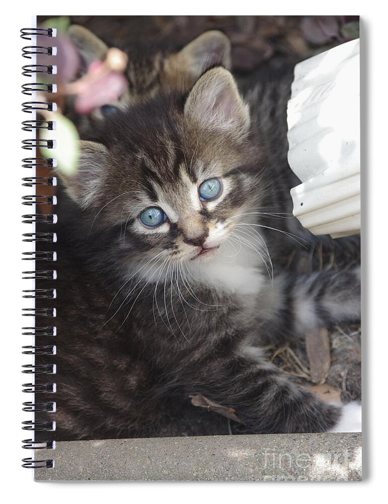 Kitten Spiral Notebook featuring the photograph Blue eyes by Tannis Baldwin