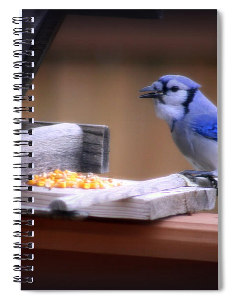 Beautiful Spiral Notebook featuring the photograph Blue Jay On Backyard Feeder by Kay Novy