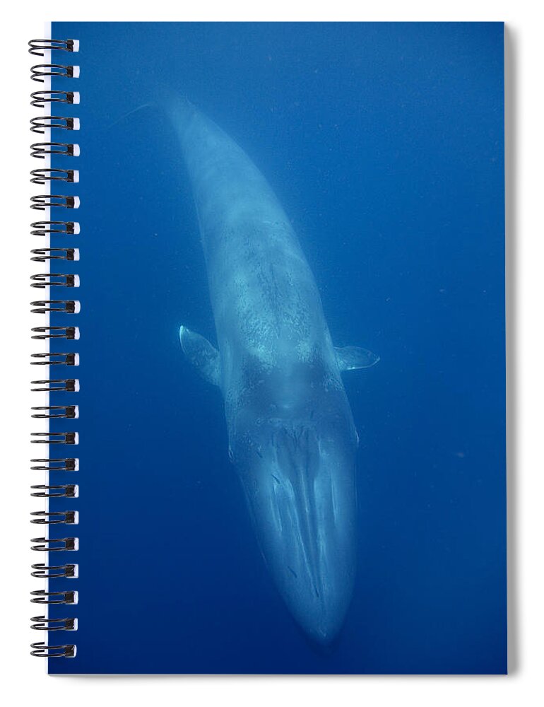 00429401 Spiral Notebook featuring the photograph Blue Whale Baby Swimming Costa Rica by Flip Nicklin