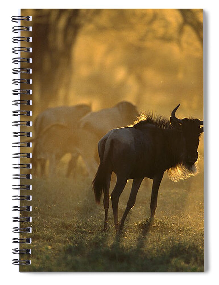 00761048 Spiral Notebook featuring the photograph Blue Wildebeest At Sunset Ngorongoro by Suzi Eszterhas