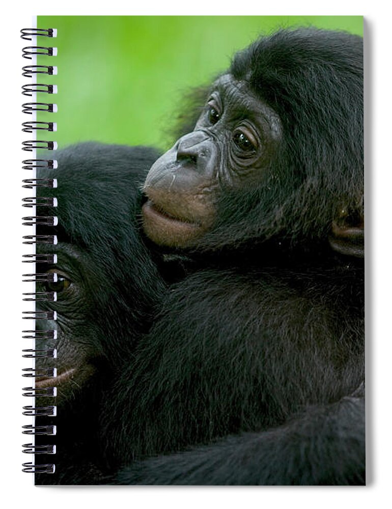 Mp Spiral Notebook featuring the photograph Bonobo Pan Paniscus Pair Of Orphans by Cyril Ruoso