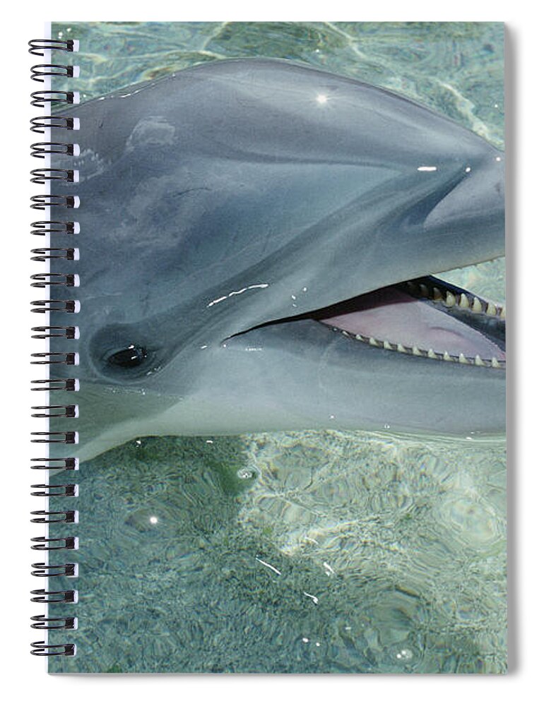00087913 Spiral Notebook featuring the photograph Bottlenose Dolphin Portrait Hawaii by Flip Nicklin