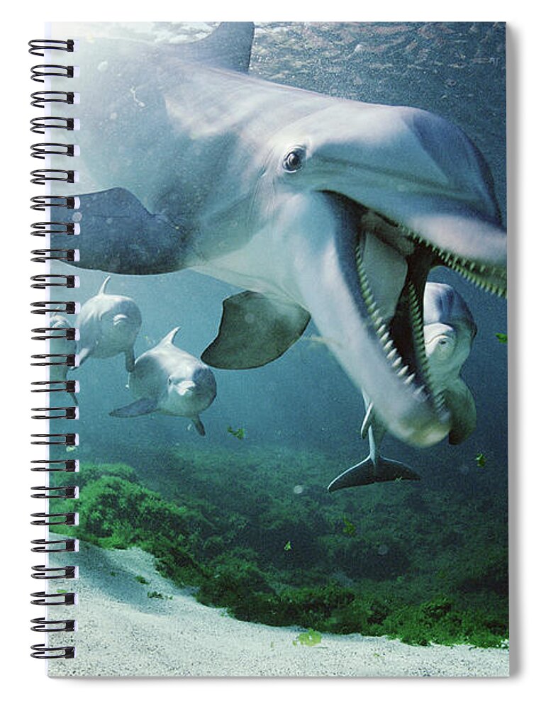 00089562 Spiral Notebook featuring the photograph Bottlenose Dolphin Underwater Hawaii by Flip Nicklin