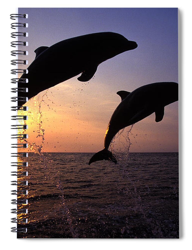 Cetacean Spiral Notebook featuring the photograph Bottlenose Dolphins by Francois Gohier and Photo Researchers