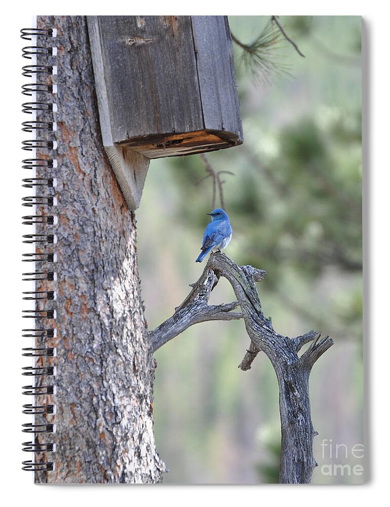 Bird Spiral Notebook featuring the photograph Boy Blue by Dorrene BrownButterfield
