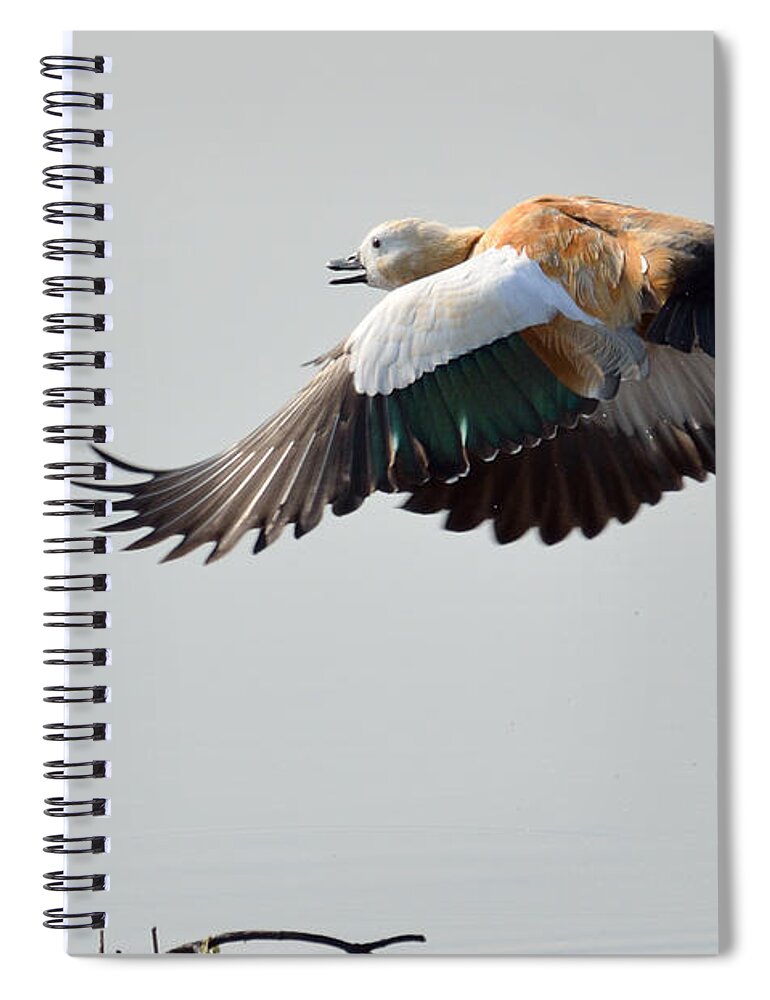 2970 Spiral Notebook featuring the photograph Brahminy Shelduck by Fotosas Photography