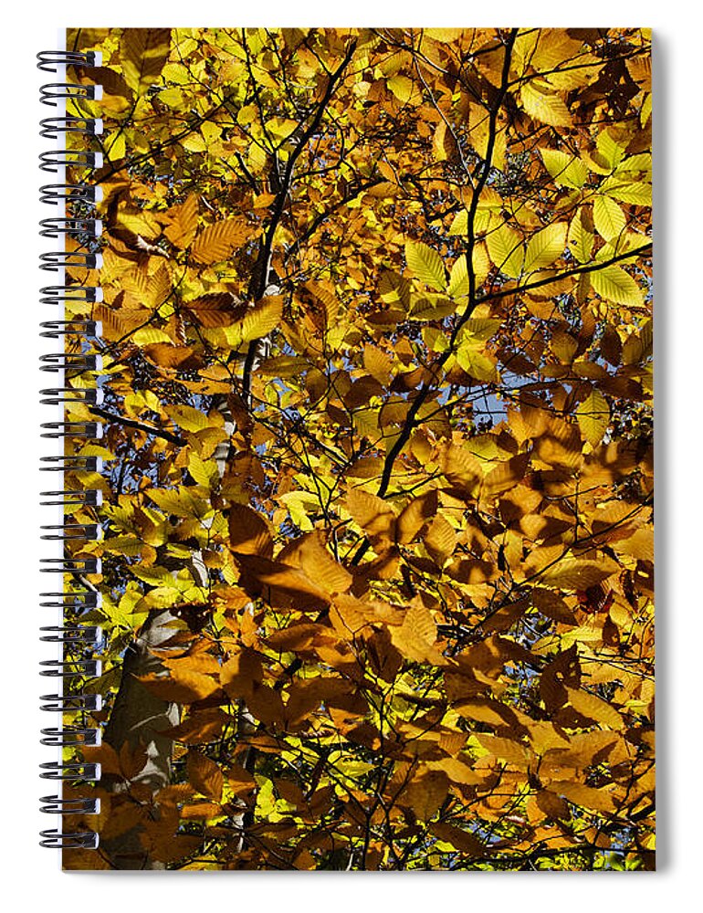 Fall Spiral Notebook featuring the photograph Branches of Gold by Jo-Anne Gazo-McKim
