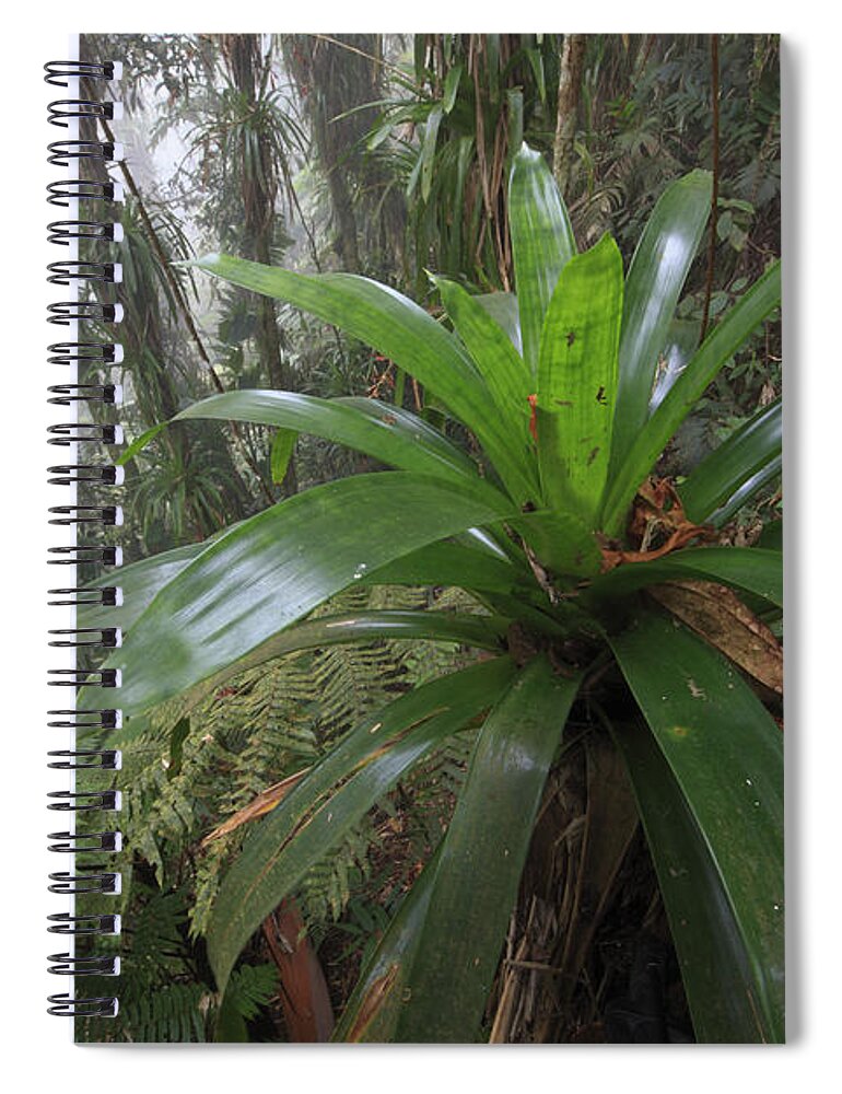 00456443 Spiral Notebook featuring the photograph Bromeliad And Tree Ferns Colombia by Cyril Ruoso