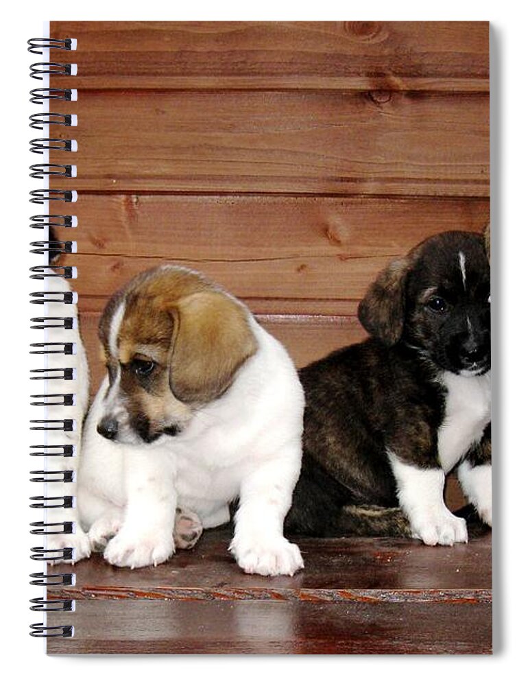 Dogs Spiral Notebook featuring the photograph Brothers Puppies by Amalia Suruceanu