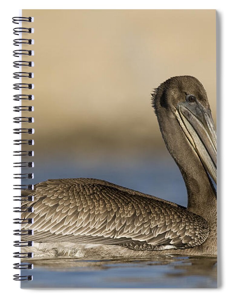 00429749 Spiral Notebook featuring the photograph Brown Pelican Juvenile Swimming by Sebastian Kennerknecht