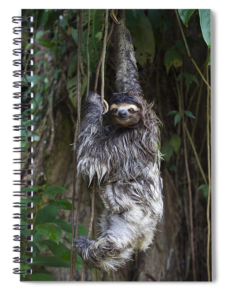 00456319 Spiral Notebook featuring the photograph Brown Throated Three Toed Sloth Mother by Suzi Eszterhas