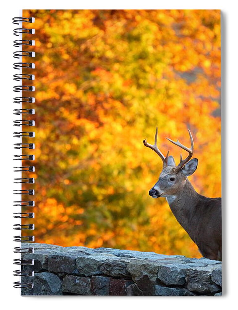 Metro Spiral Notebook featuring the photograph Buck in the Fall 06 by Metro DC Photography