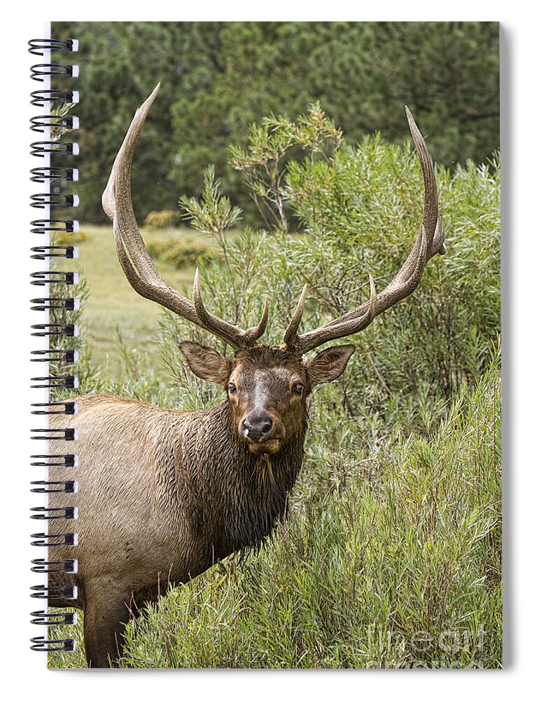 Elk Spiral Notebook featuring the photograph Bull Elk Eyes by James BO Insogna