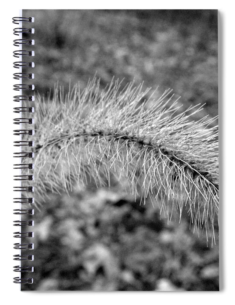 Fuzzy Spiral Notebook featuring the photograph Burst In The Woods by Kim Galluzzo Wozniak