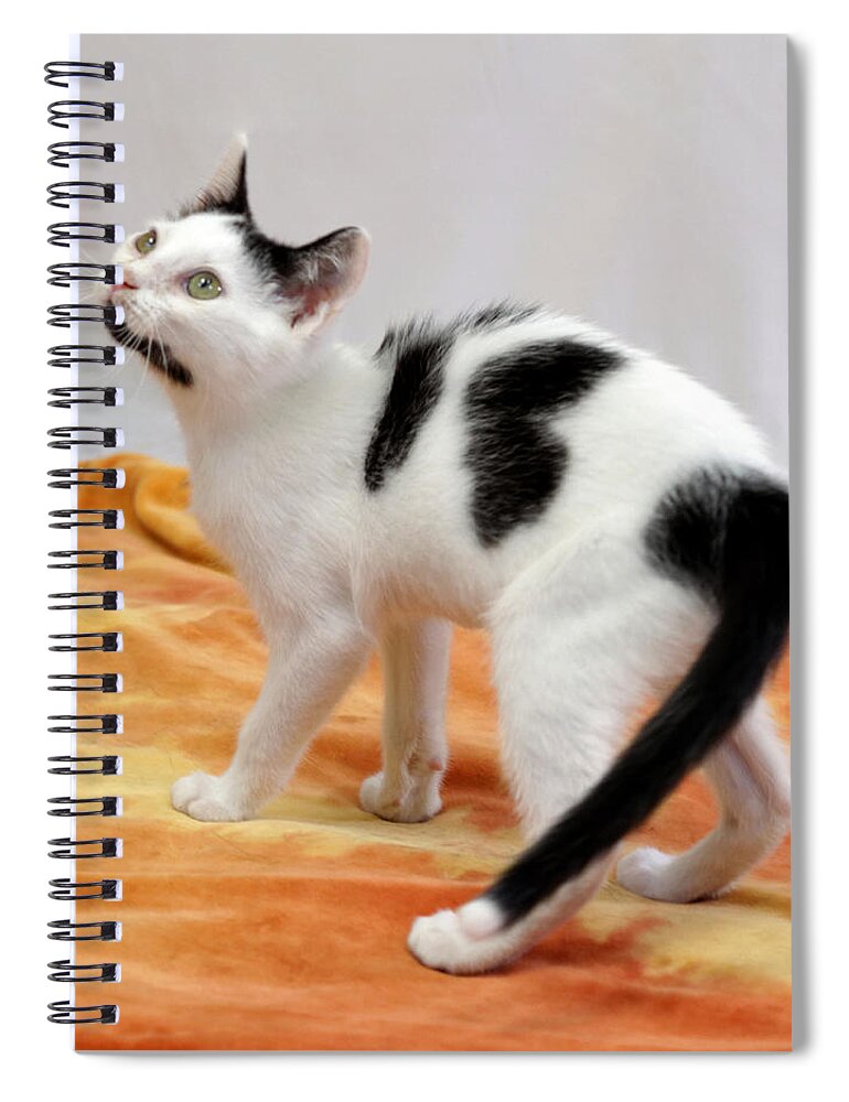 Cat Spiral Notebook featuring the photograph Buster by Julie Niemela