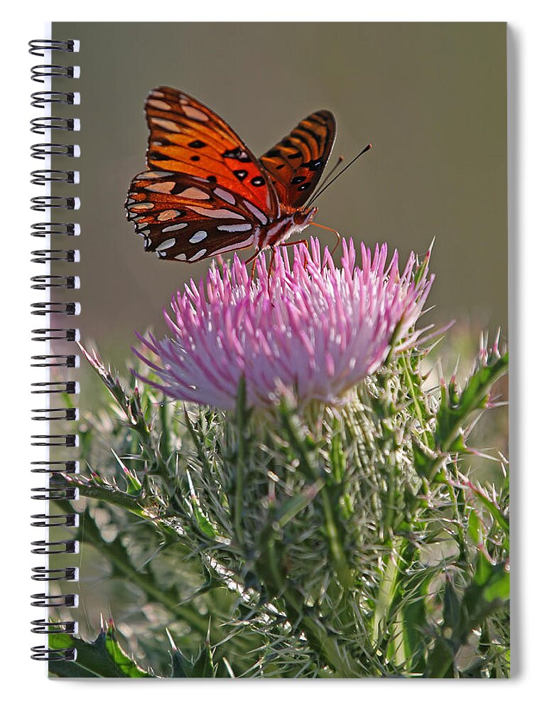Butterfly Spiral Notebook featuring the photograph Butterfly and Thistle by Juergen Roth