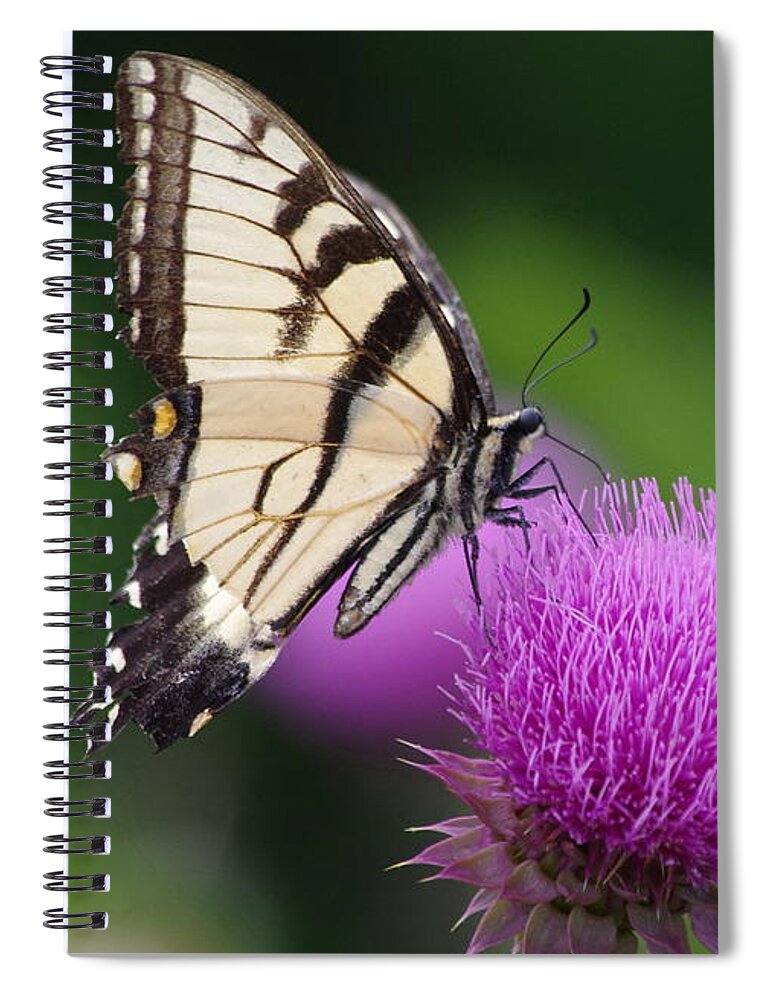 Butterfly Spiral Notebook featuring the photograph Butterfly Thistle 1 by Tannis Baldwin