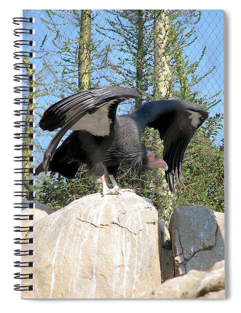 Condor Spiral Notebook featuring the photograph California Condor by Carla Parris