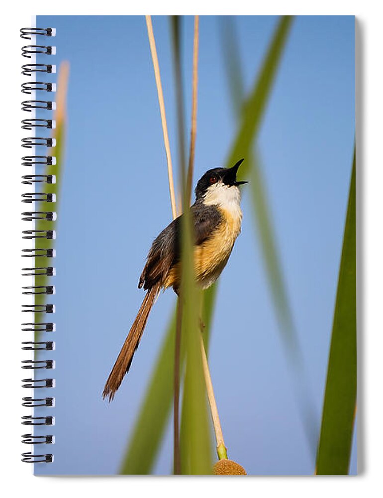 Bird Spiral Notebook featuring the photograph Call out by SAURAVphoto Online Store