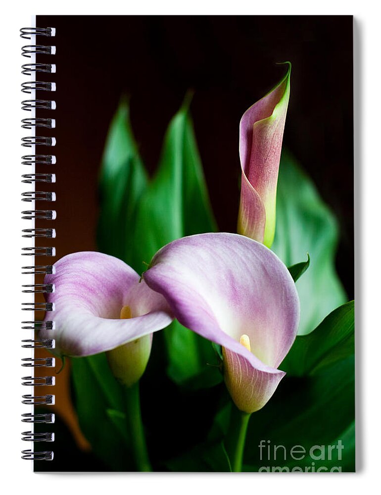 Flowers Spiral Notebook featuring the photograph Calla Lily by Barbara McMahon
