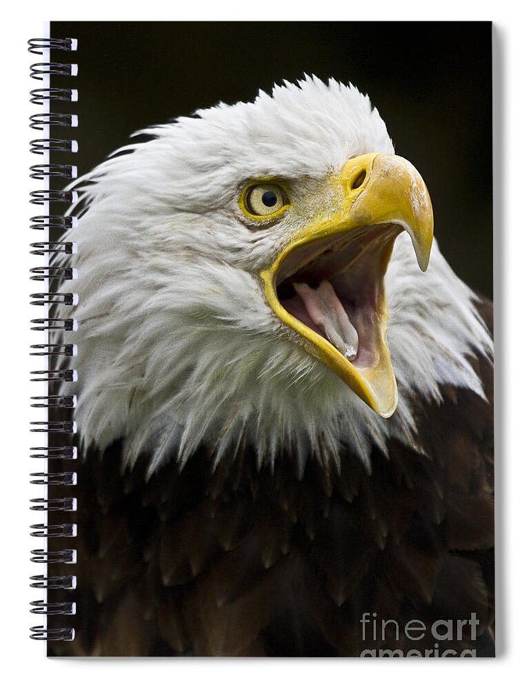 Eagle Spiral Notebook featuring the photograph Calling Bald Eagle - 4 by Heiko Koehrer-Wagner