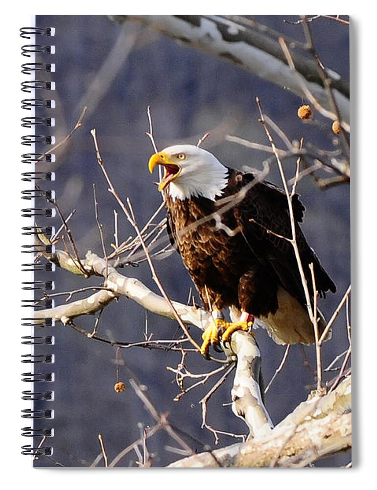 Calling Eagle Spiral Notebook featuring the photograph Calling for his mate by Randall Branham