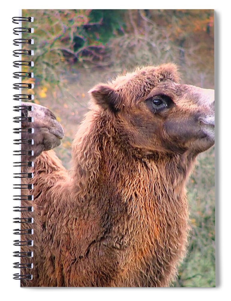 Camels Canvas Prints Spiral Notebook featuring the photograph Calm Camels by Wendy McKennon