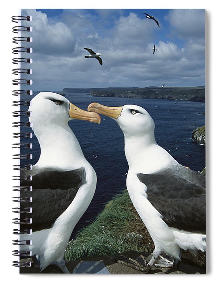 Mp Spiral Notebook featuring the photograph Campbell Albatross Thalassarche by Tui De Roy