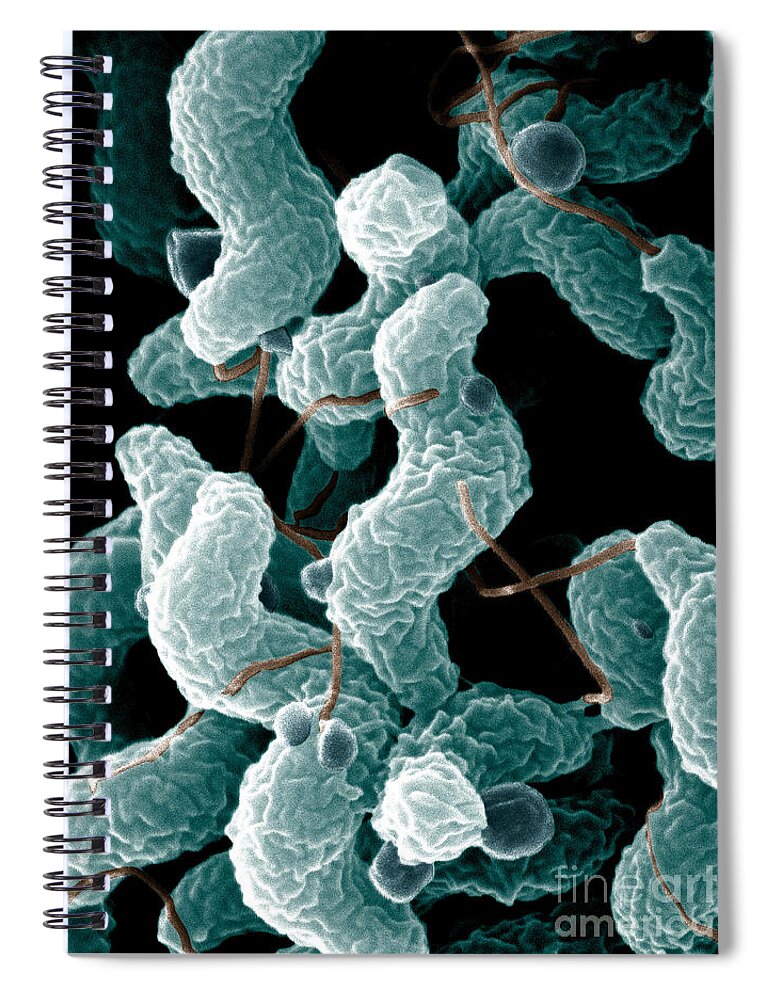 Campylobacter Bacteria Spiral Notebook featuring the photograph Campylobacter Bacteria by Science Source