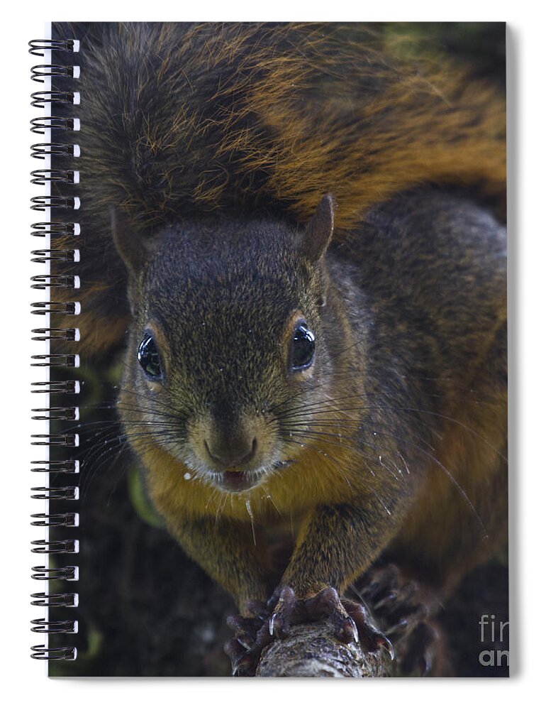 Squirrel Spiral Notebook featuring the photograph Can I eat the Camera by Heiko Koehrer-Wagner