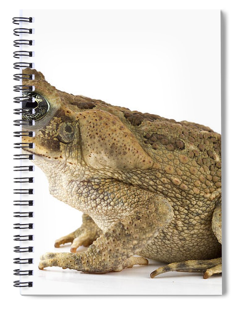 00478907 Spiral Notebook featuring the photograph Cane Toad La Selva Costa Rica by Piotr Naskrecki