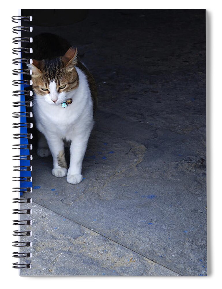 Cat Spiral Notebook featuring the photograph Cat At The Doorway by Bob Christopher