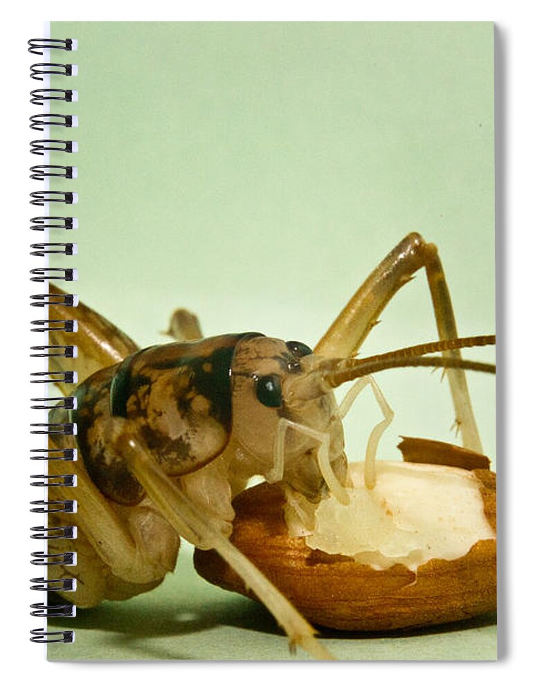 Orthopteran Spiral Notebook featuring the photograph Cave Cricket Eating an Almond 2 by Douglas Barnett