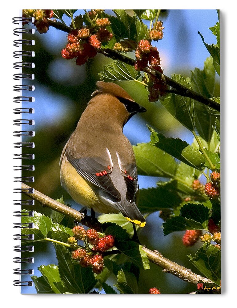 Bird Spiral Notebook featuring the photograph Cedar Waxwing DSB056 by Gerry Gantt