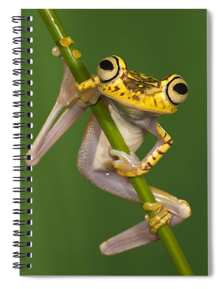 Mp Spiral Notebook featuring the photograph Chachi Tree Frog Hypsiboas Picturatus by Pete Oxford