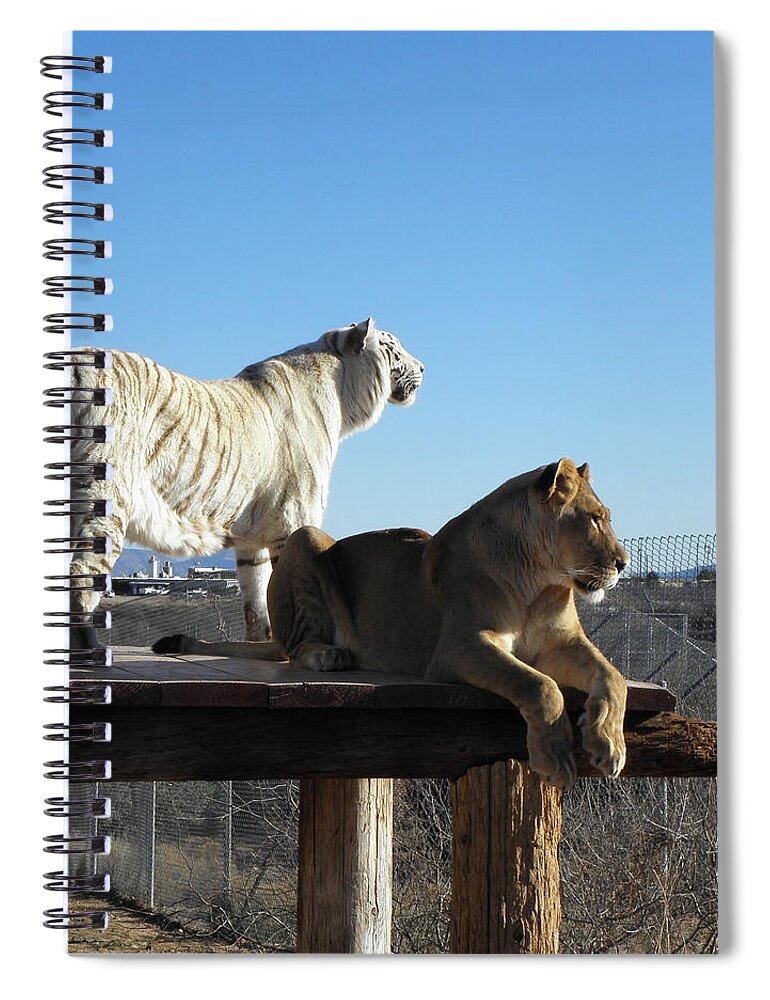 Lion Spiral Notebook featuring the photograph Chalet and Kumba by Kim Galluzzo Wozniak