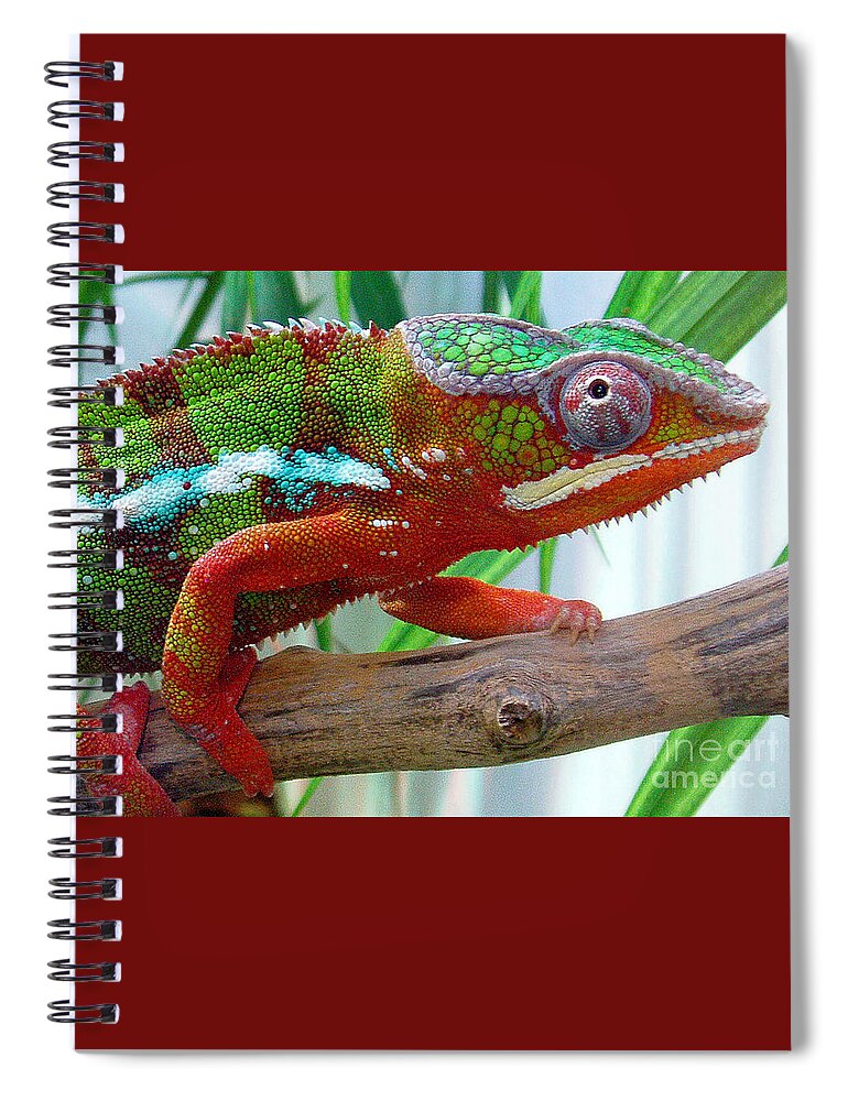Chameleon Spiral Notebook featuring the photograph Chameleon Close Up by Nancy Mueller