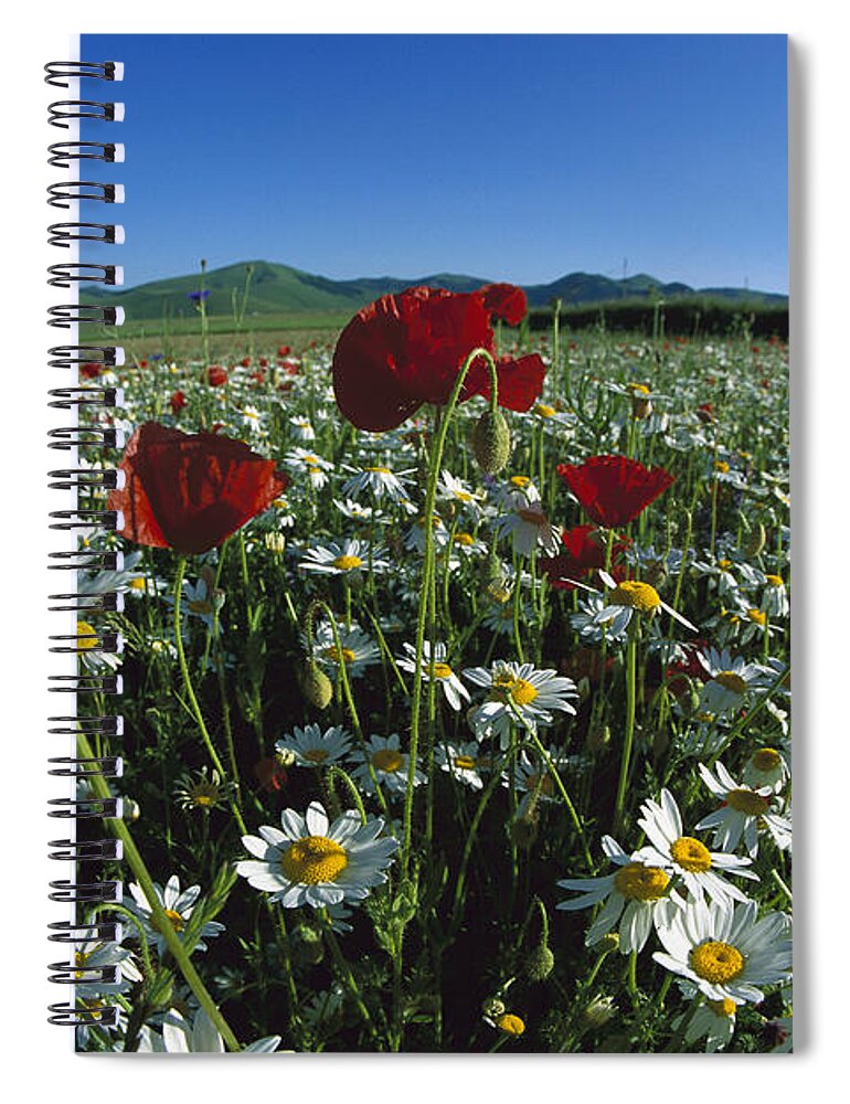 Mp Spiral Notebook featuring the photograph Chamomile Anthemis Arvensis And Corn by Konrad Wothe