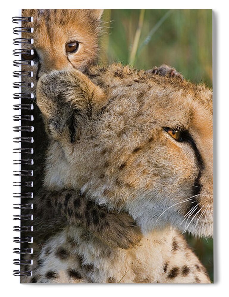 Mp Spiral Notebook featuring the photograph Cheetah Acinonyx Jubatus Eight Week Old by Suzi Eszterhas